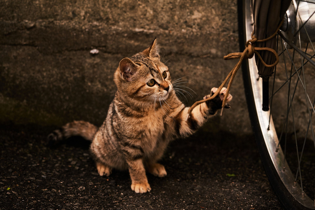 やっぱり猫はひもが好き♪