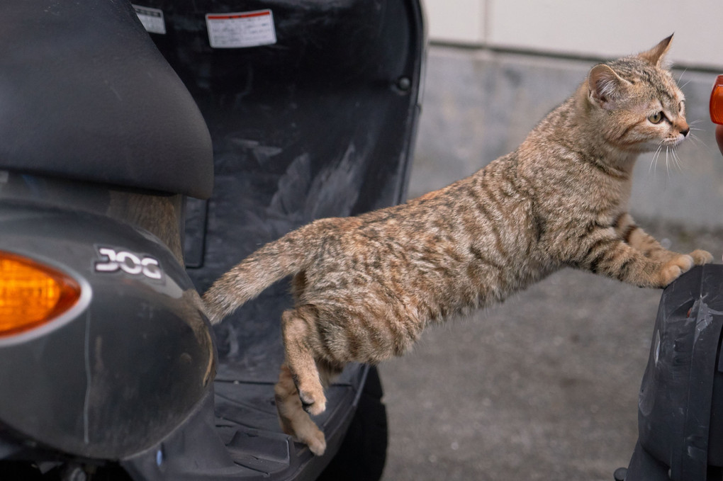 とにかく猫は入りたがる