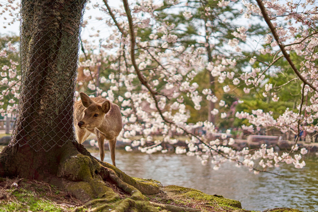 春の奈良公園