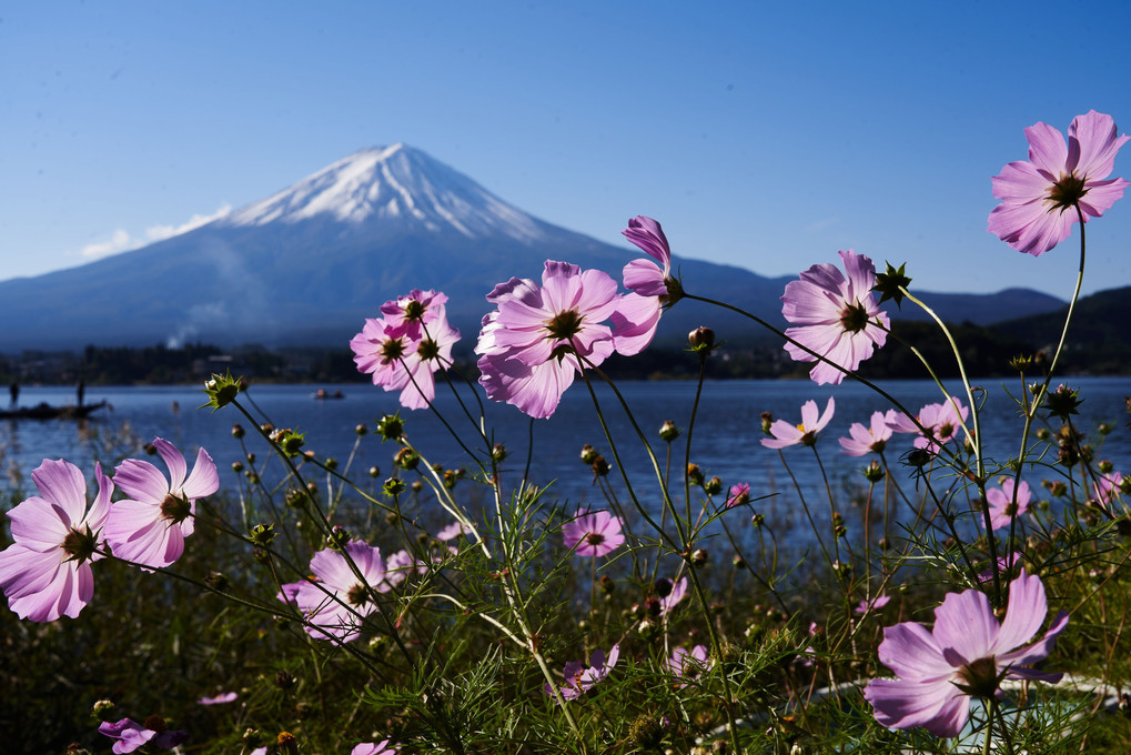 コスモスも富士山に見惚れる