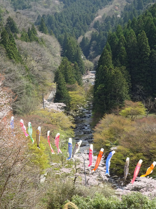 日近の里 こいのぼり