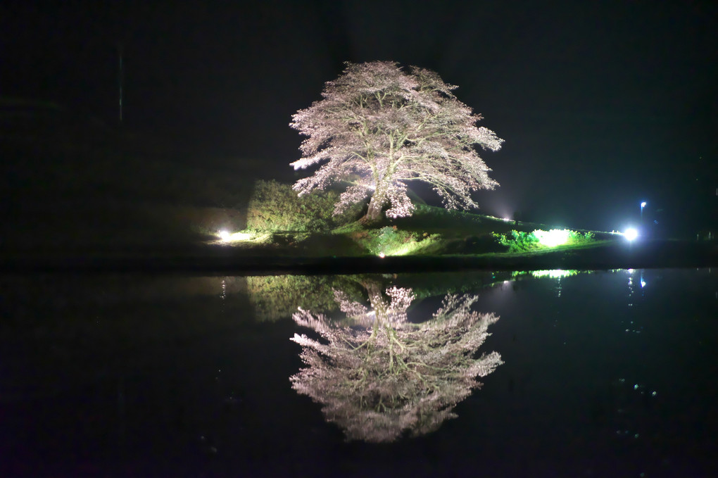春　井川の一本桜　ライトアップ