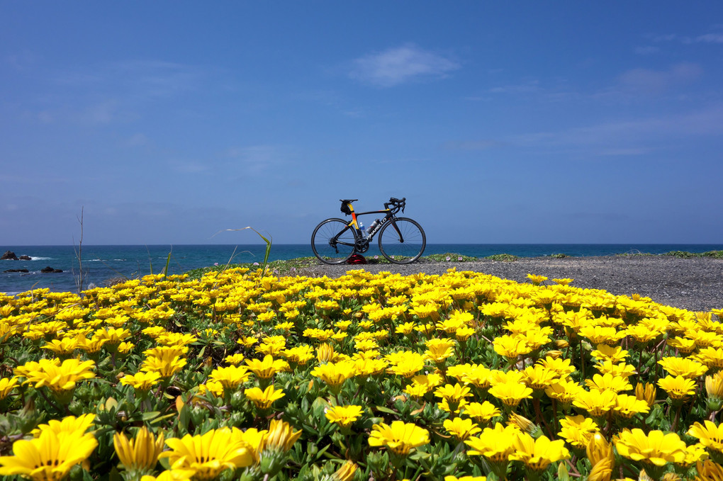 ロードバイクと空と海と花と