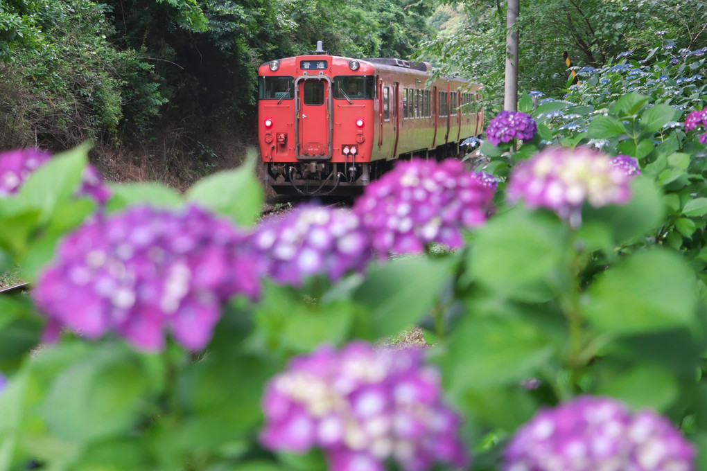 紫陽花列車
