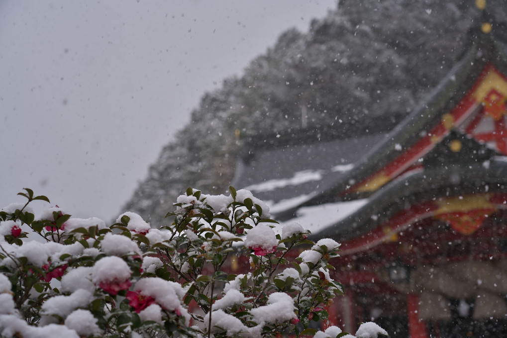 雪の太鼓谷稲荷神社