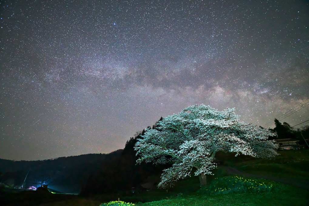 井川の一本桜と天の川