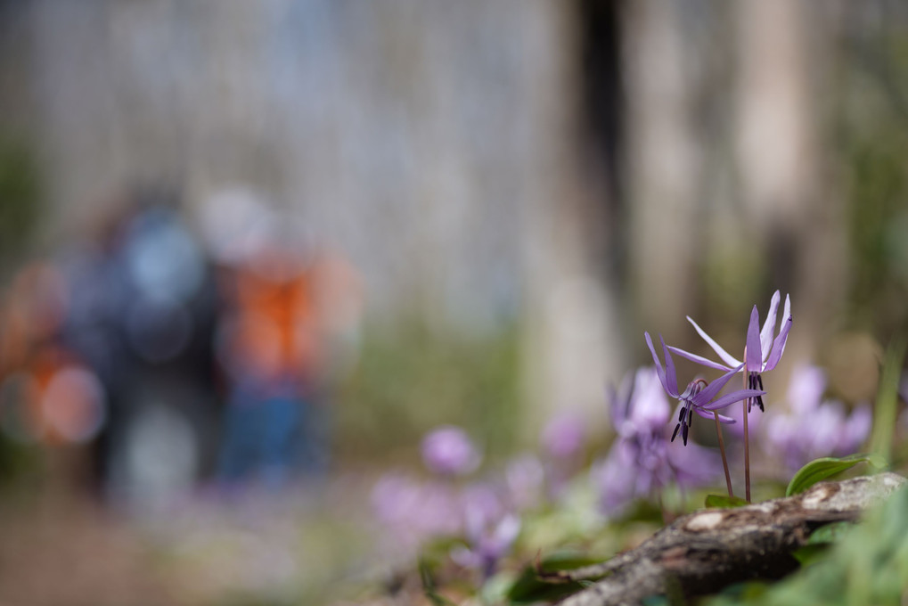 登山道のカタクリの花
