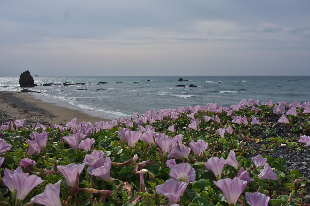 ハマヒルガオが咲く持石海岸