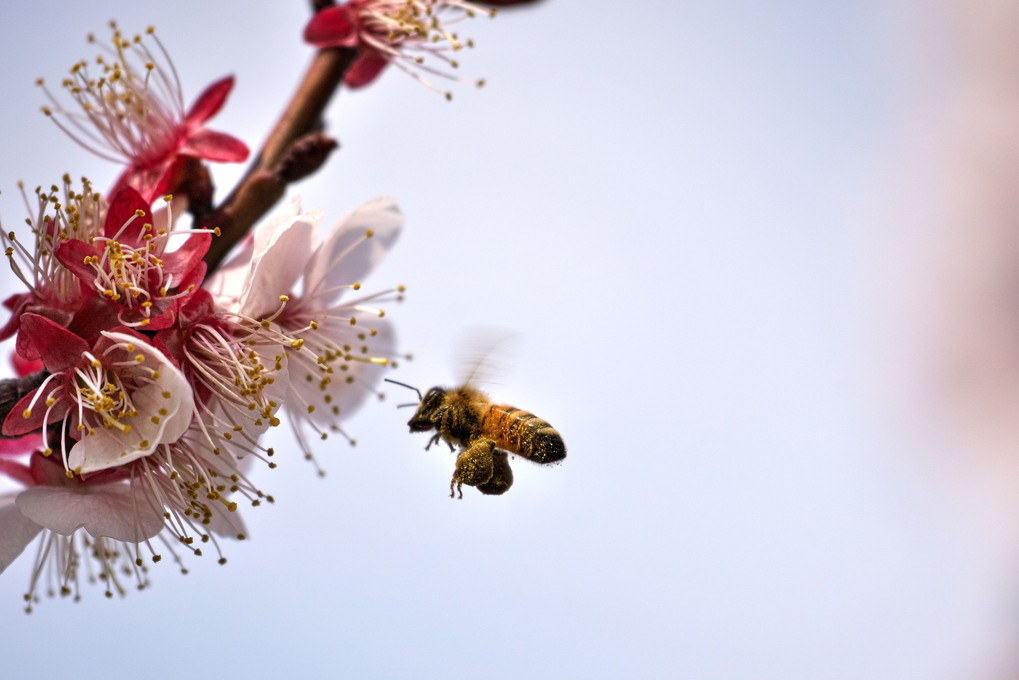 梅と蜜蜂