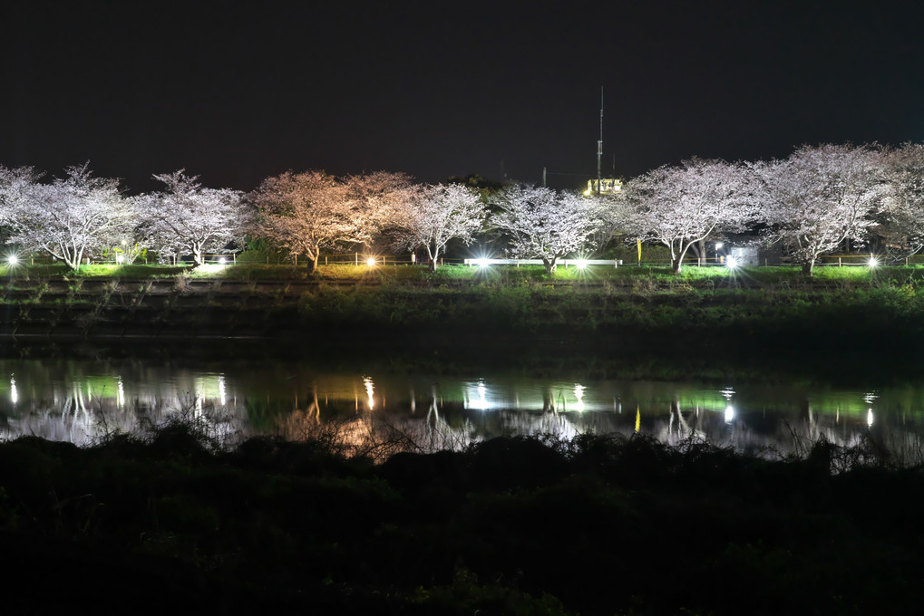 益田川桜ライトアップ