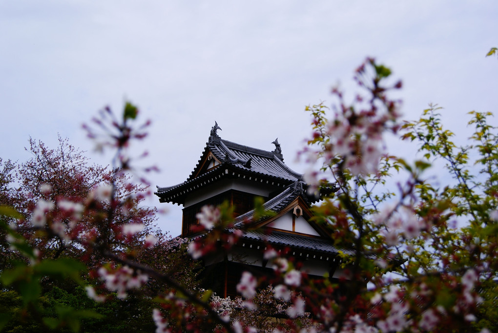 散り桜と追手向櫓