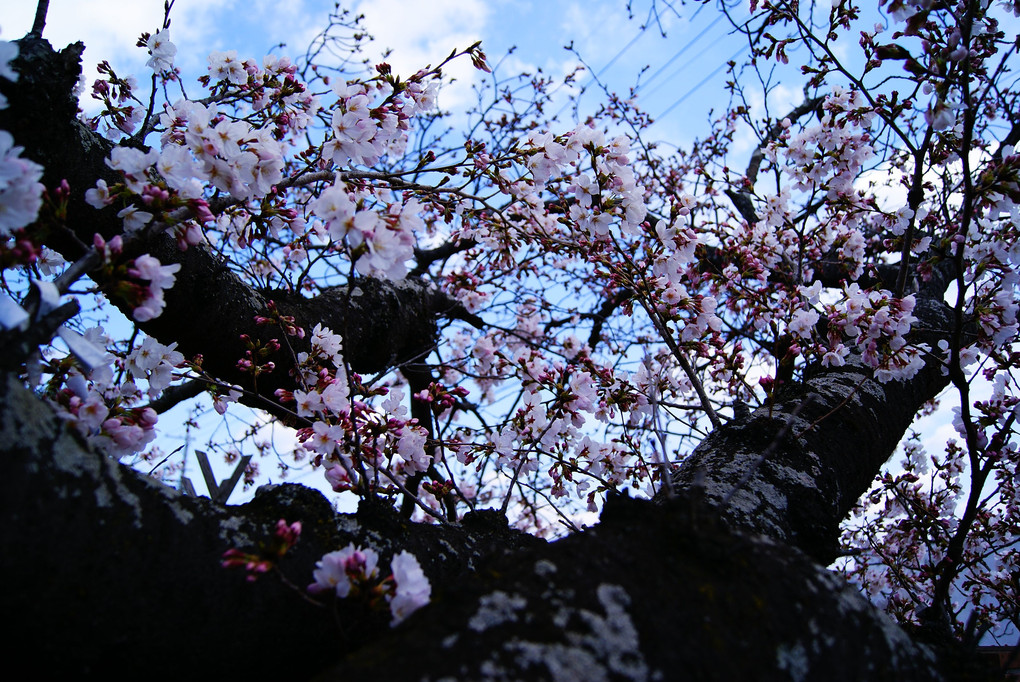 喜志駅の桜