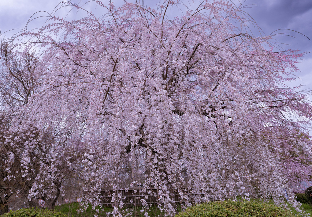 京都 円山公園の枝垂れ桜