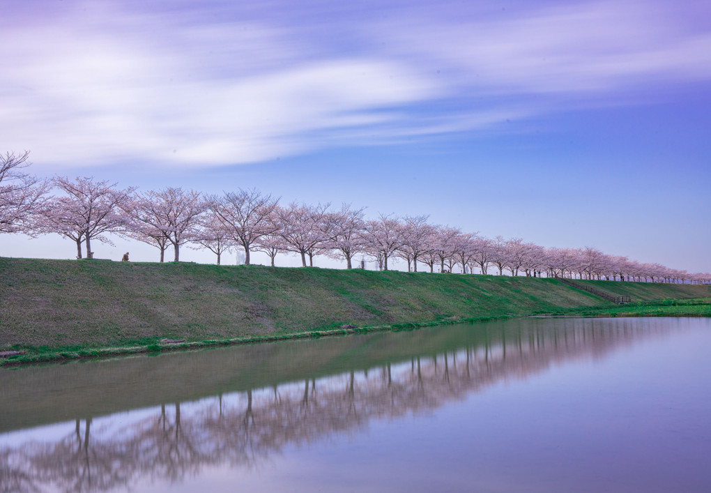 桜回廊リフレクション