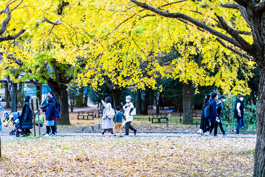 国営昭和記念公園の紅葉