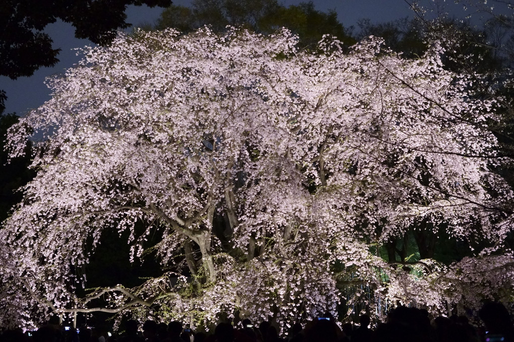 六義園の桜・・・ライトアップ