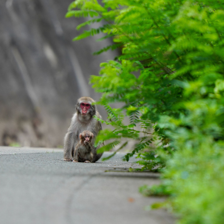 北限のサル（下北半島）