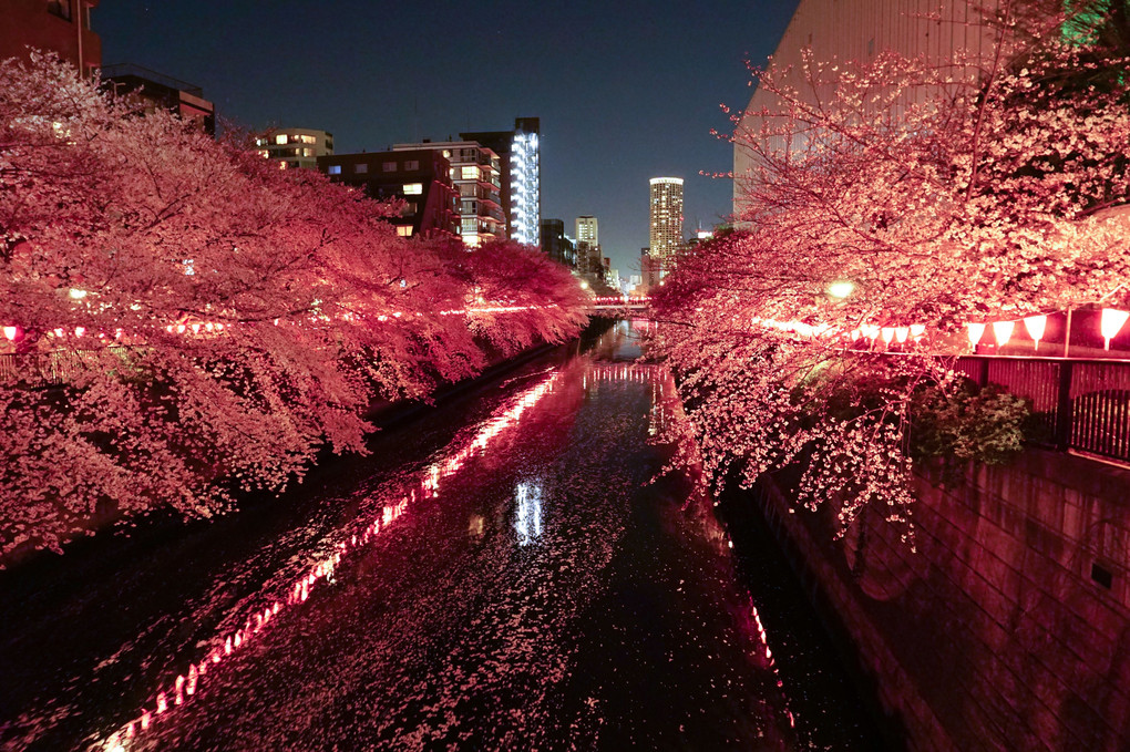 目黒川の桜並木