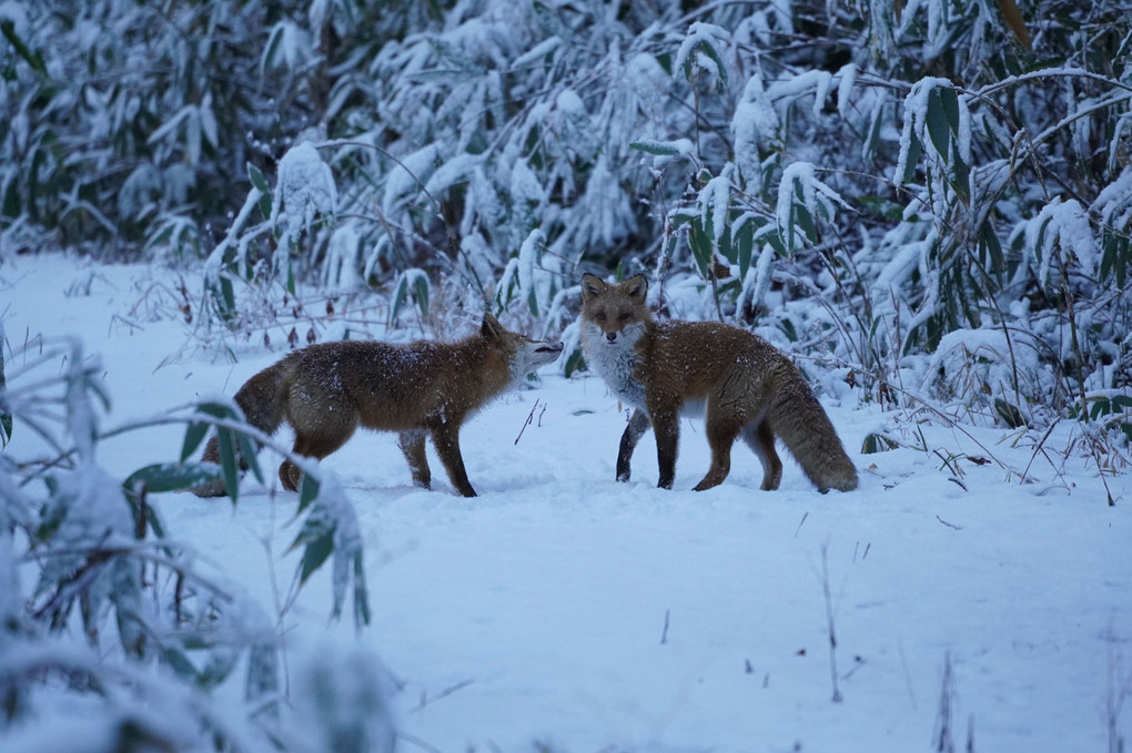 初雪の日の#キタキツネ#