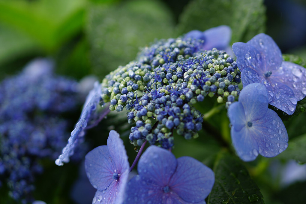 額紫陽花