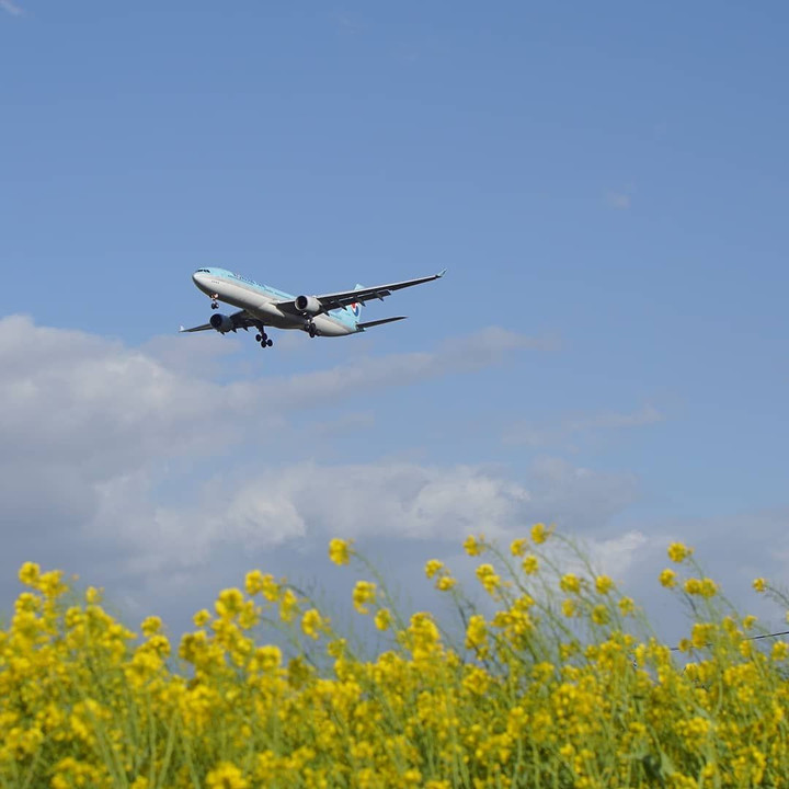 菜の花と飛行機