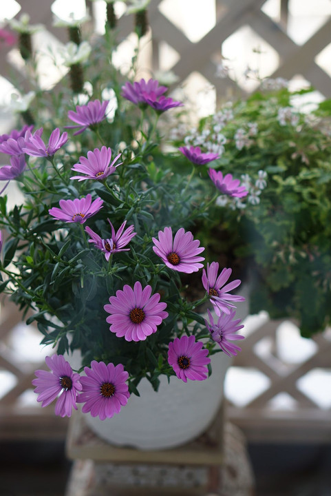 ベランダに咲く花