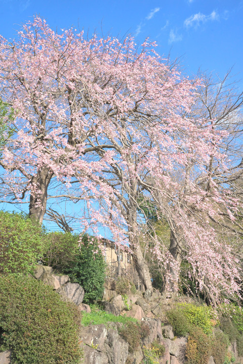 桜3種の1（八重紅枝垂）
