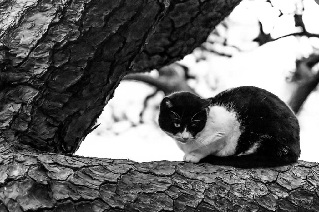 夕暮れのネコと木のフレーム