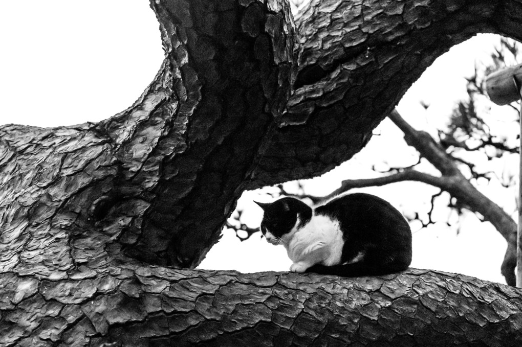 夕暮れのネコと木のフレーム