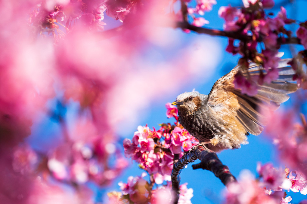 桜のスキマから