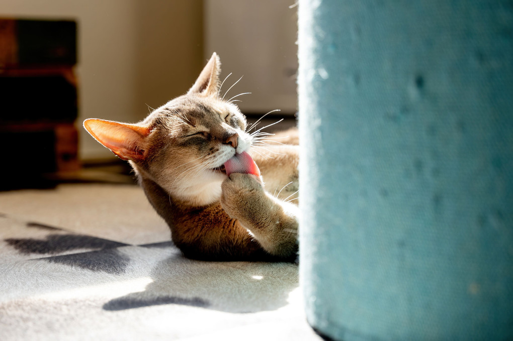 初めての猫カフェ