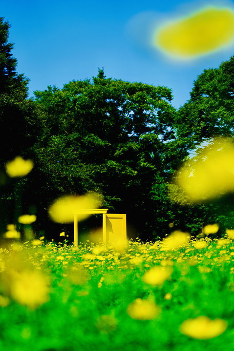 A Day in the Showa Kinen Park of Tachikawa