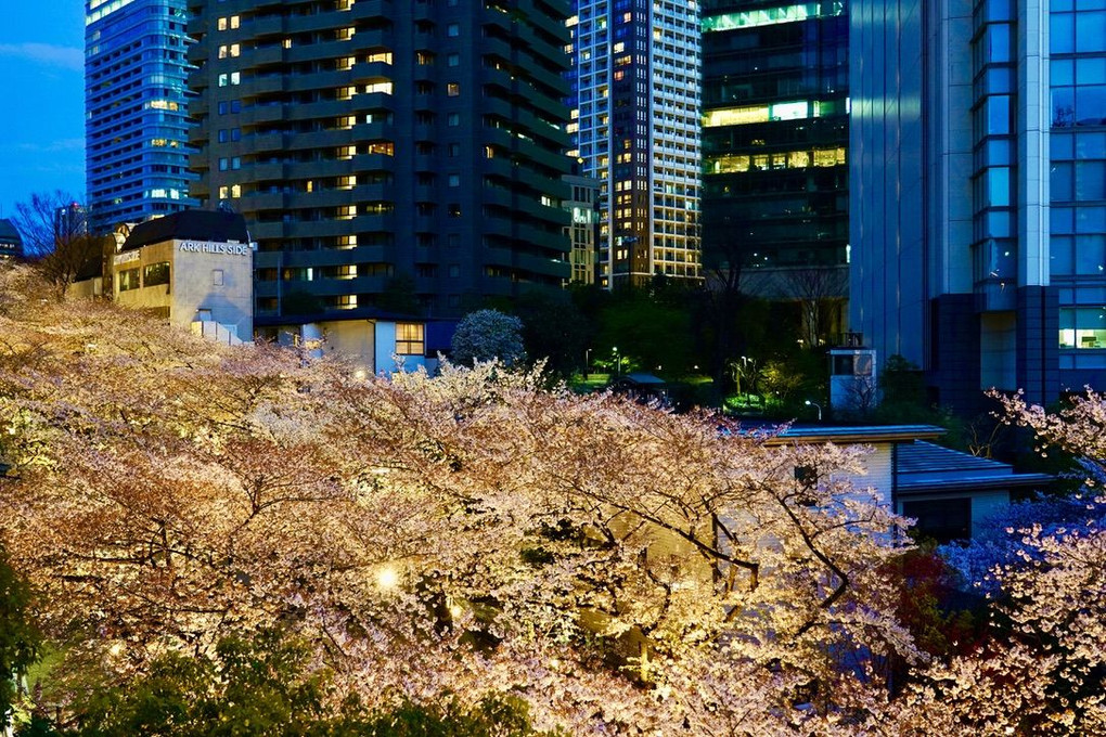 赤坂に桜雲海を見た