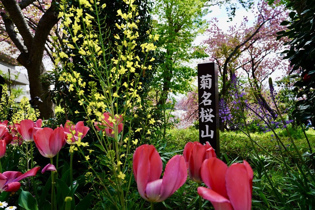春満開：横浜菊名桜山公園