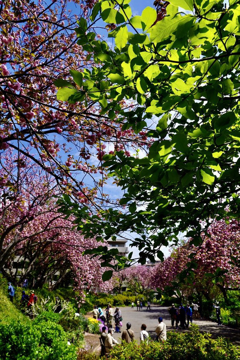春満開：横浜菊名桜山公園