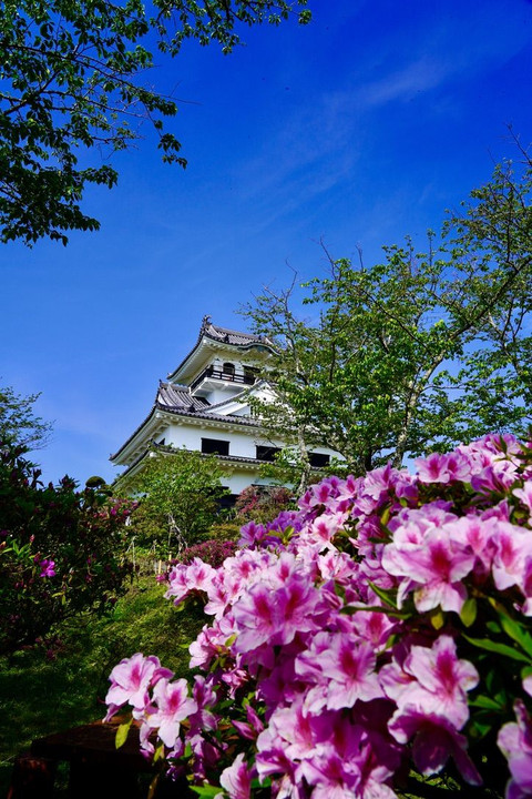 館山城、ツツジ、青空