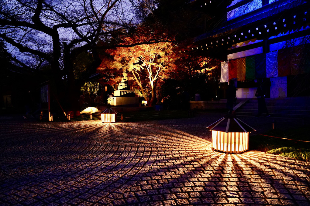鎌倉長谷寺（ライトアップ） in Dec_2021