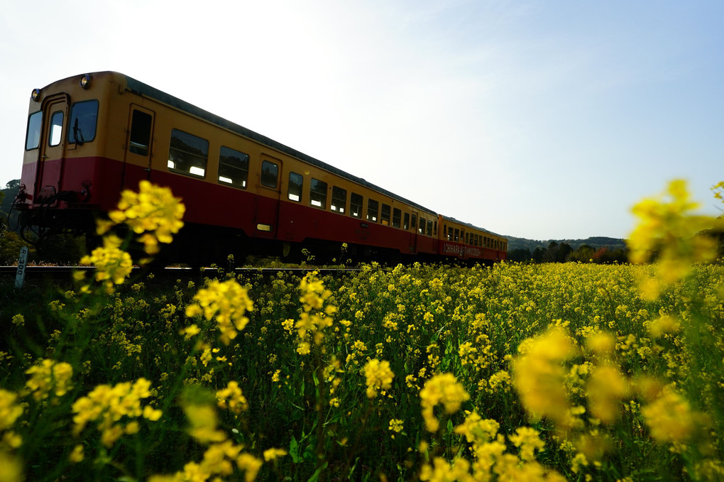 春列車と黄色の絨毯