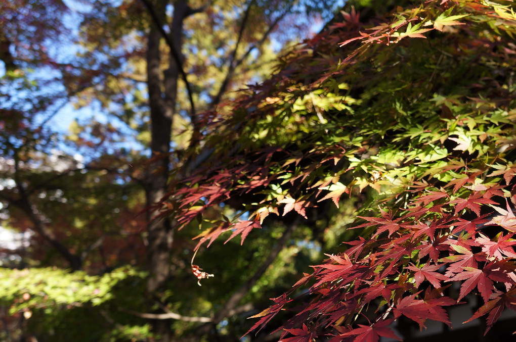 今年の紅葉は…