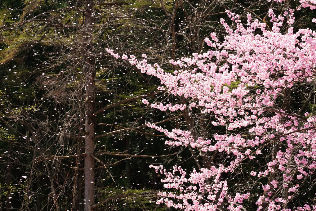山の桜も、また来年ね