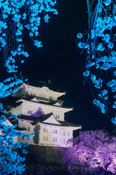 小田原城 de 夜桜ライトアップ