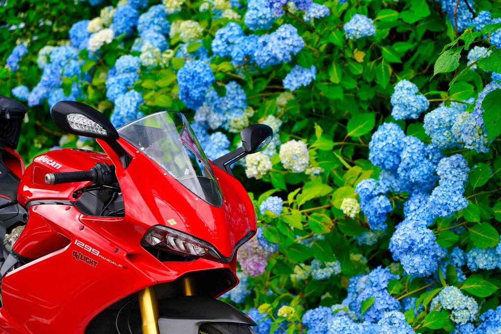 バイクと紫陽花