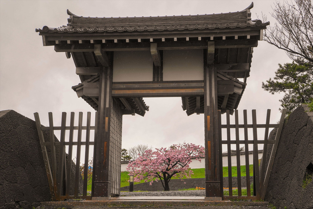 松前城の桜