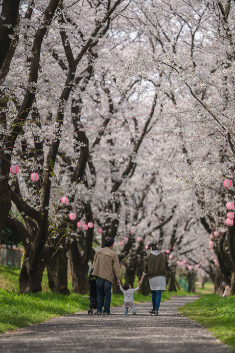 桜の木の下で　no1