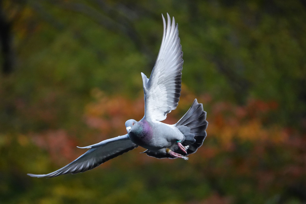 鳩 飛び 見つめる