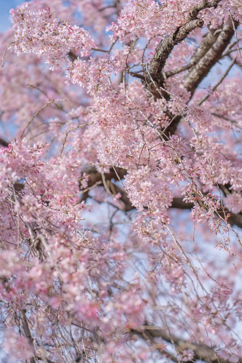 寺の枝垂れ桜