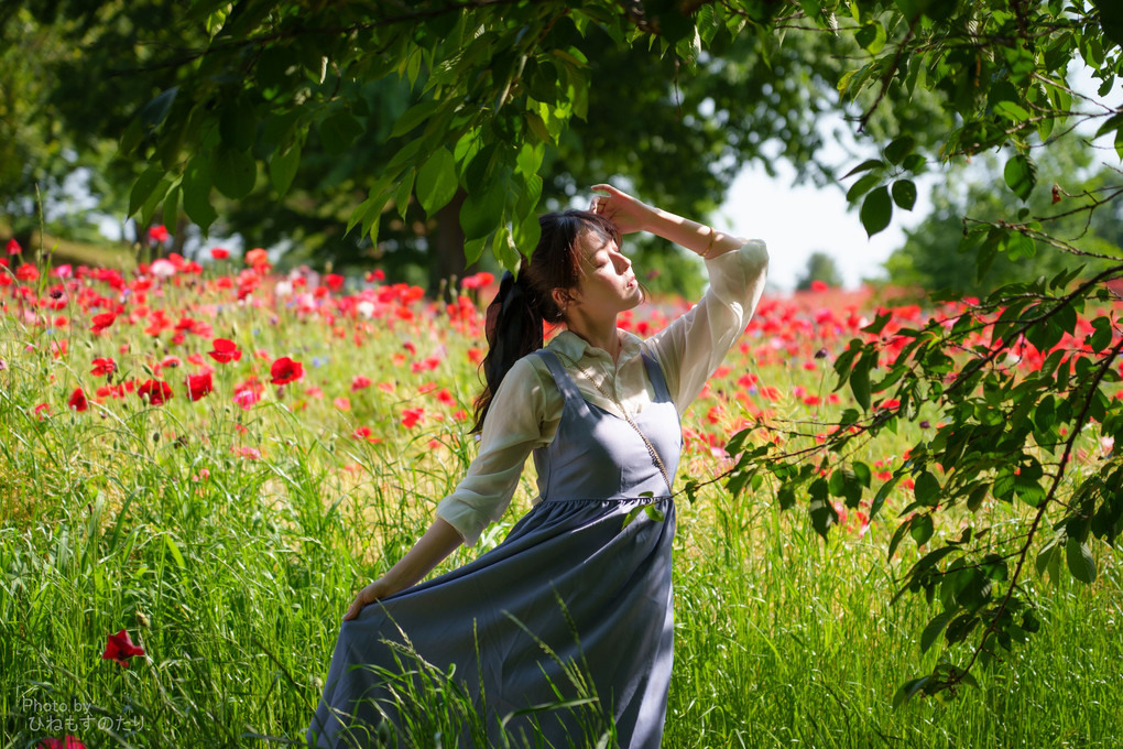 Red Poppy