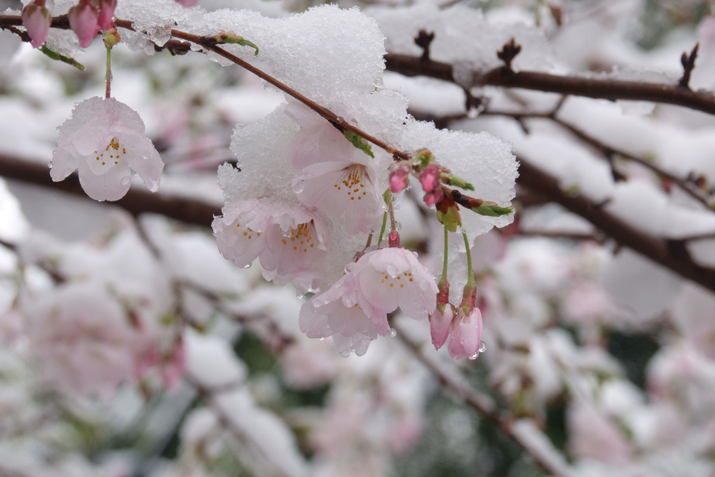 雪中桜花