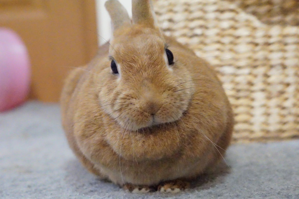 うちのウサチャン🐰