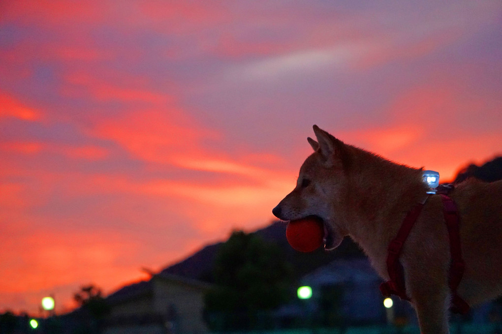 柴犬 と 夕焼け